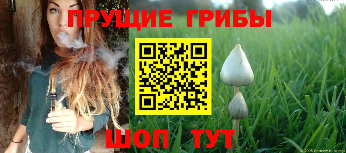 Псилоцибиновые грибы Cubensis Сертолово